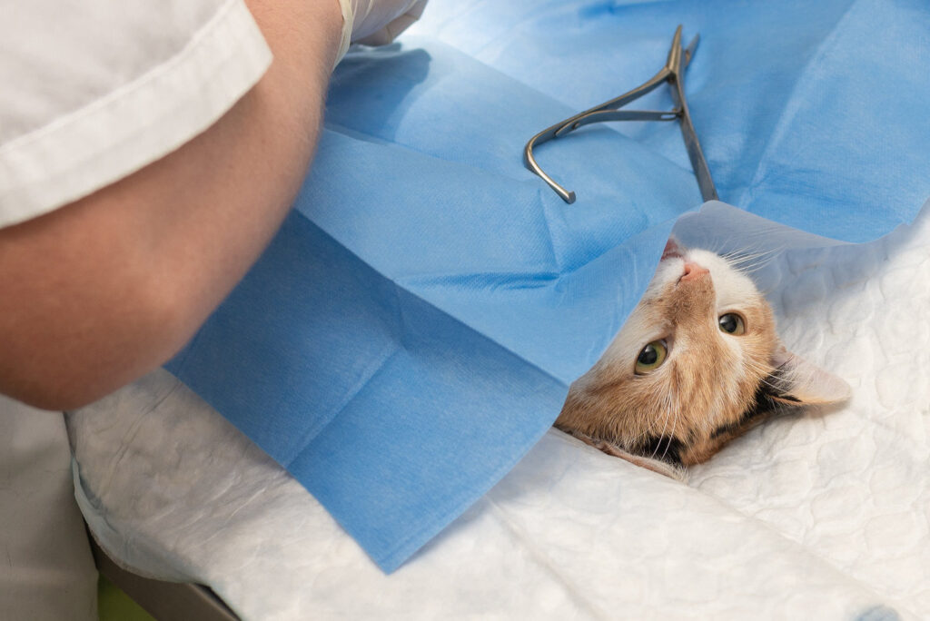 Cirugías veterinarias en la clínica veterinaria Canigó