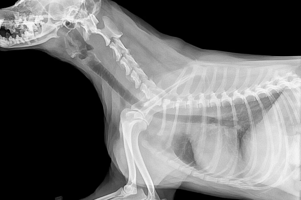 Radiografías veterinarias igitales